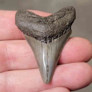 1 15/16"  Megalodon Shark Tooth #59
