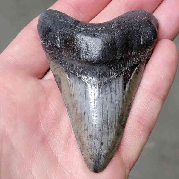 3 1/4" Megalodon Shark Tooth #12