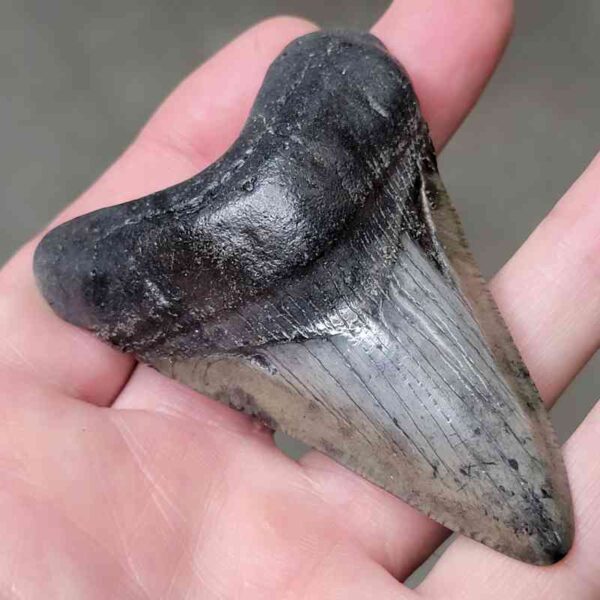 3 1/4" Megalodon Shark Tooth #12 - Image 2