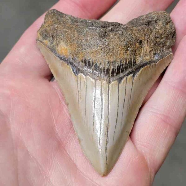 3 1/4" Megalodon Shark Tooth #28