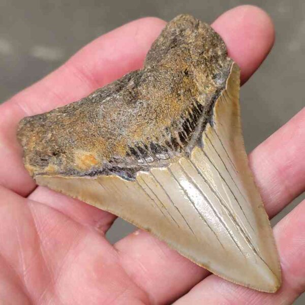 3 1/4" Megalodon Shark Tooth #28 - Image 2