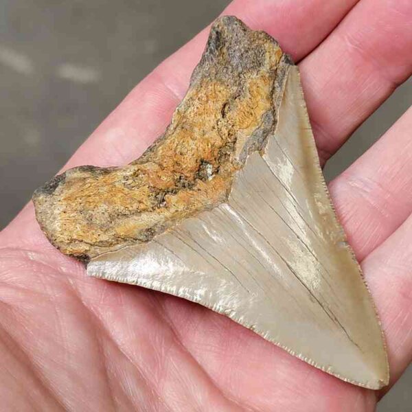 3 1/4" Megalodon Shark Tooth #28 - Image 3