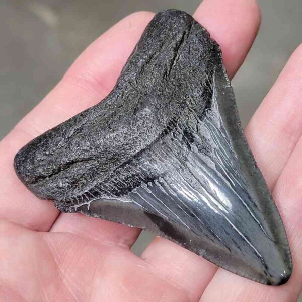 3 1/16" Megalodon Shark Tooth #2 - Image 2