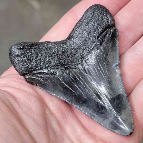 3 1/16" Megalodon Shark Tooth #2 - Image 3