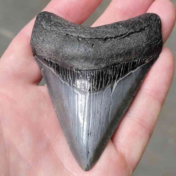 3 15/16"  Megalodon Shark Tooth #42