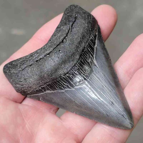 3 15/16"  Megalodon Shark Tooth #42 - Image 2