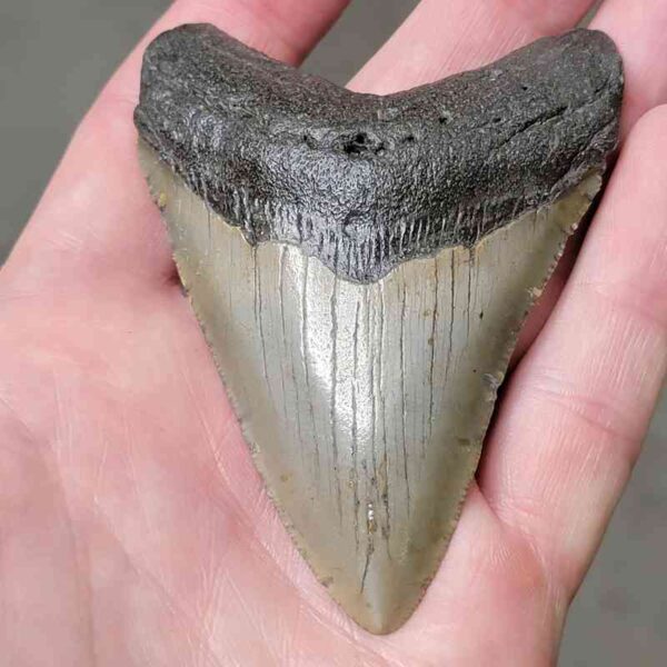 3 3/8" Megalodon Shark Tooth #44