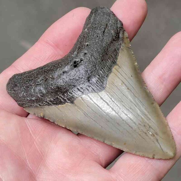 3 3/8" Megalodon Shark Tooth #44 - Image 2