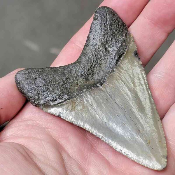 3 3/8" Megalodon Shark Tooth #44 - Image 3