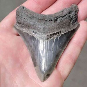 3 3/8"  Megalodon Shark Tooth #86