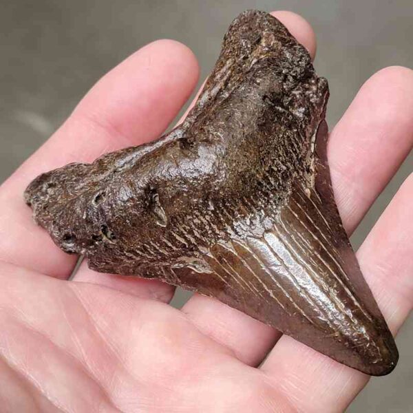 3 5/8" Megalodon Shark Tooth #2 - Image 2