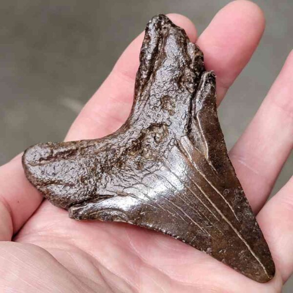 3 5/8" Megalodon Shark Tooth #2 - Image 3