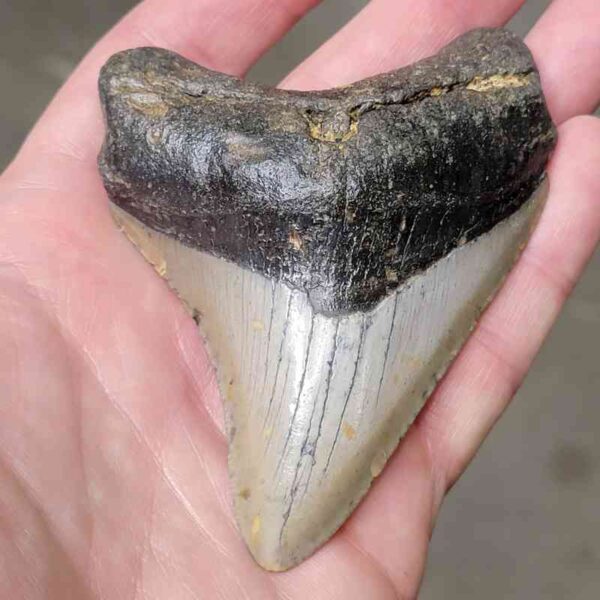 3 1/2"  Megalodon Shark Tooth #6