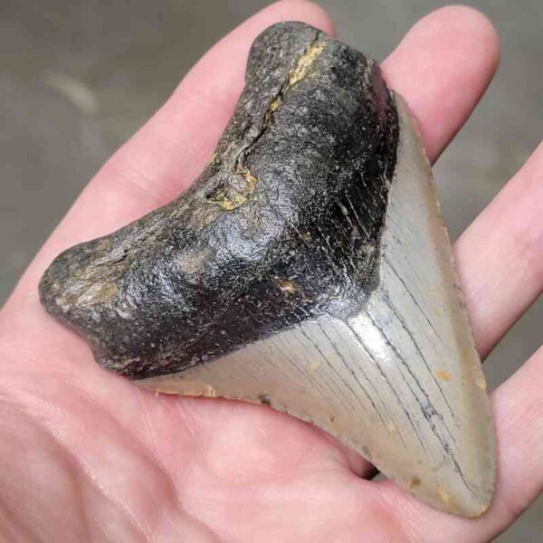 3 1/2"  Megalodon Shark Tooth #6 - Image 2