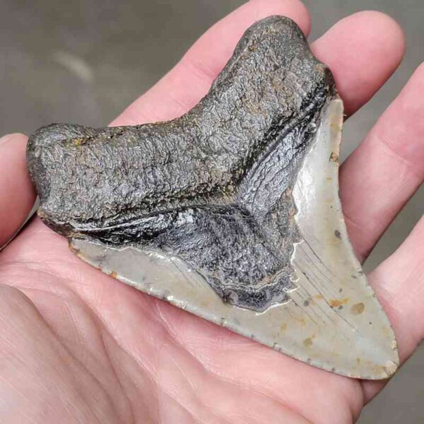 3 1/2"  Megalodon Shark Tooth #6 - Image 3
