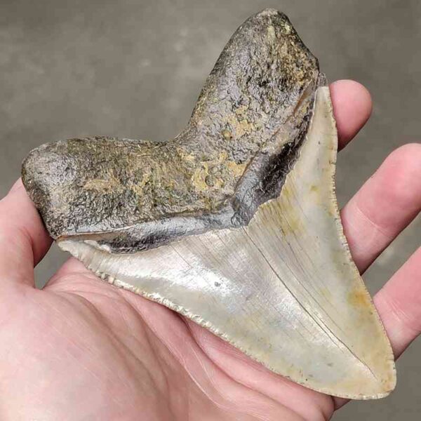 4 7/8" Megalodon Shark Tooth #23 - Image 3