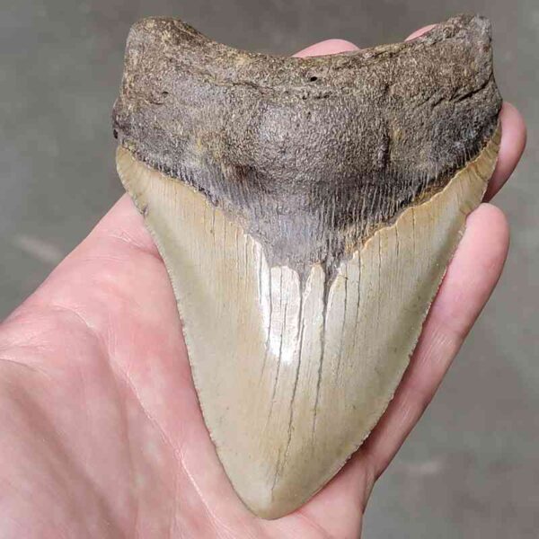 4 7/8" Megalodon Shark Tooth #5