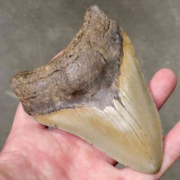 4 7/8" Megalodon Shark Tooth #5 - Image 2