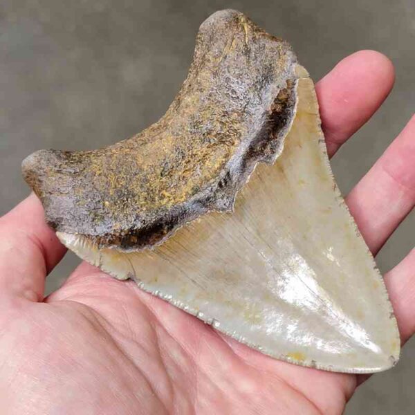 4 7/8" Megalodon Shark Tooth #5 - Image 3