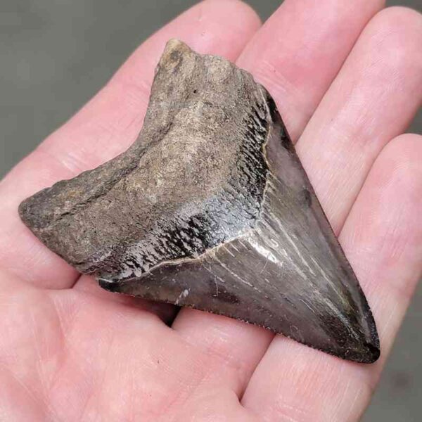 2 3/4"  Megalodon Shark Tooth #19 - Image 2