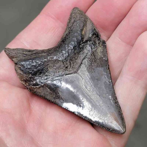 2 3/4"  Megalodon Shark Tooth #19 - Image 3