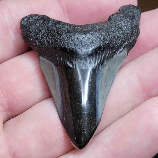 2 1/8"  Polished Megalodon Tooth
 #1