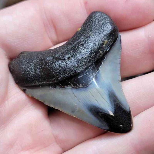 2 1/8" Polished Megalodon Tooth
 #8 - Image 2