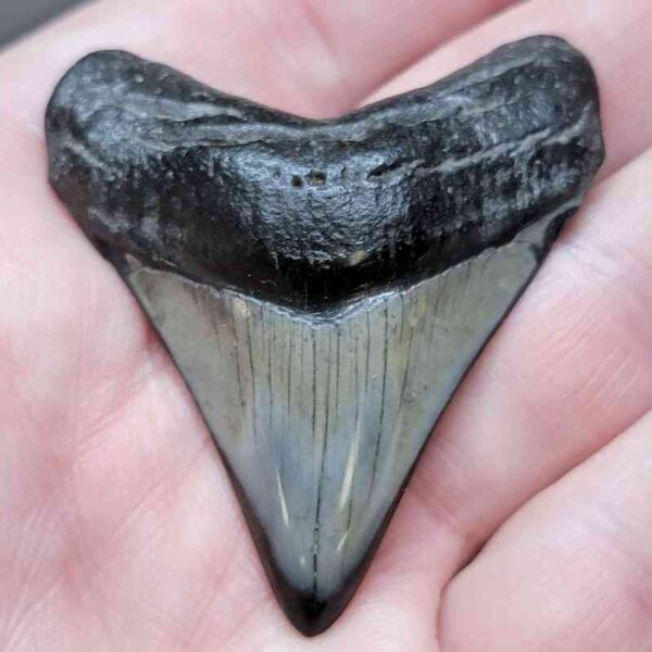 2 3/16"  Polished Megalodon Tooth
 #9