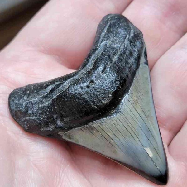 2 3/16"  Polished Megalodon Tooth
 #9 - Image 2