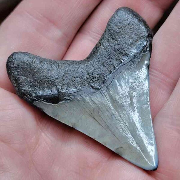 2 3/16"  Polished Megalodon Tooth
 #9 - Image 3