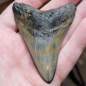 3 1/8" - Polished Megalodon Tooth with Dark Brown Root and Tan Enamel
