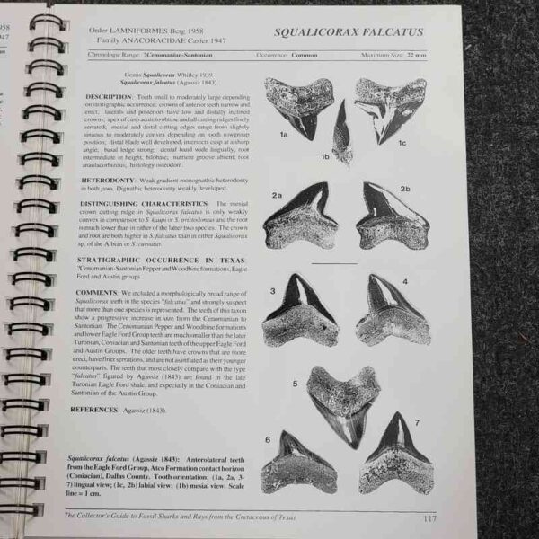 Fossils from the Cretaceous of Texas