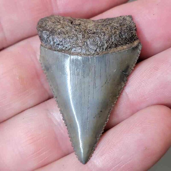 Fossil Great White Shark Tooth  - #12