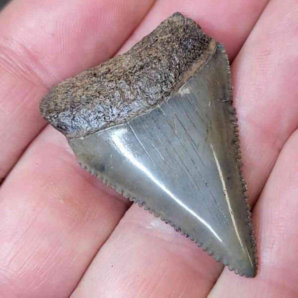 Fossil Great White Shark Tooth  - #12 - Image 2