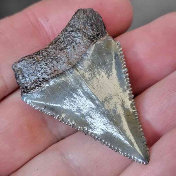 Fossil Great White Shark Tooth  - #12 - Image 3