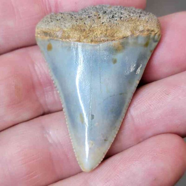 Fossil Great White Shark Tooth  - #33