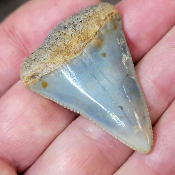 Fossil Great White Shark Tooth  - #33 - Image 2