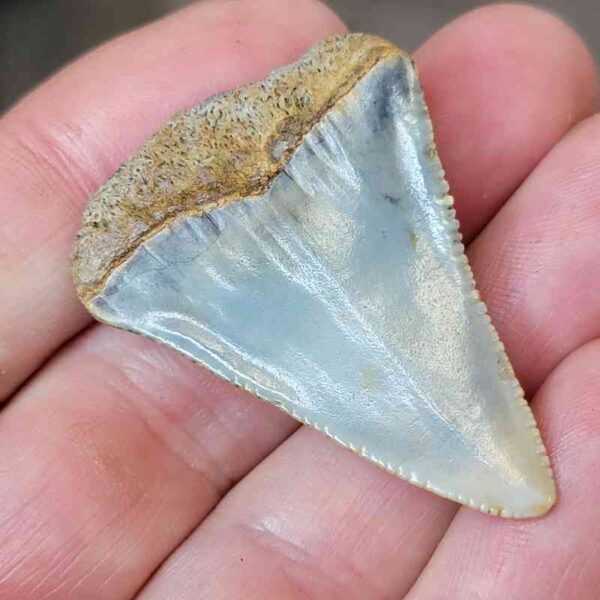 Fossil Great White Shark Tooth  - #33 - Image 3