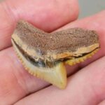 Fossil Tiger Shark Tooth with Brown Root and Tan Enamel