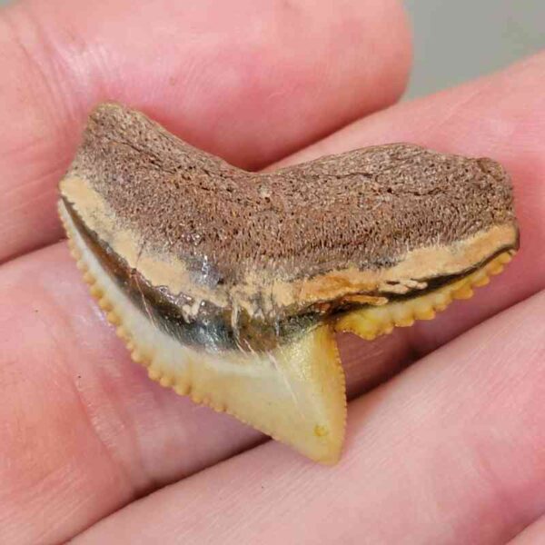 Fossil Tiger Shark Tooth with Brown Root and Tan Enamel