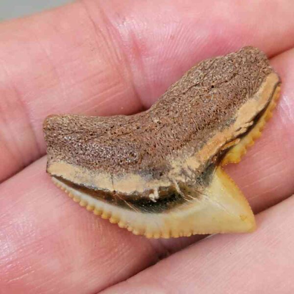Tiger Shark Tooth - #16 - Image 2