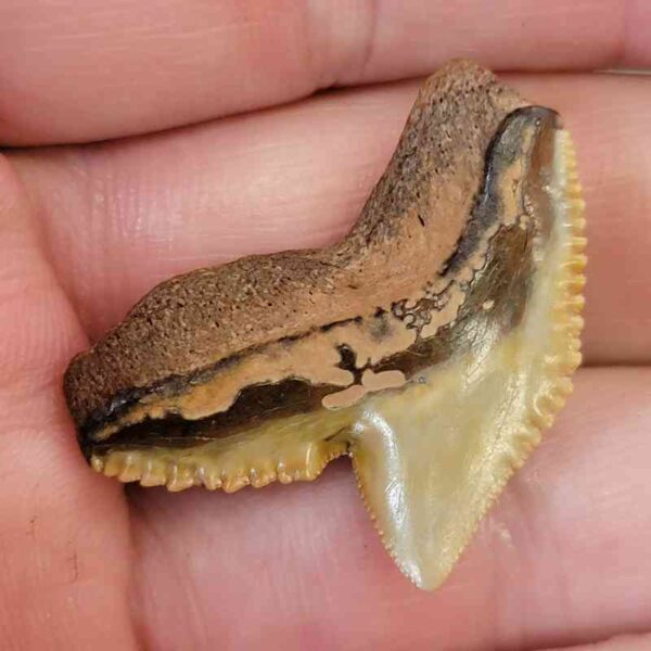 Tiger Shark Tooth - #16 - Image 3