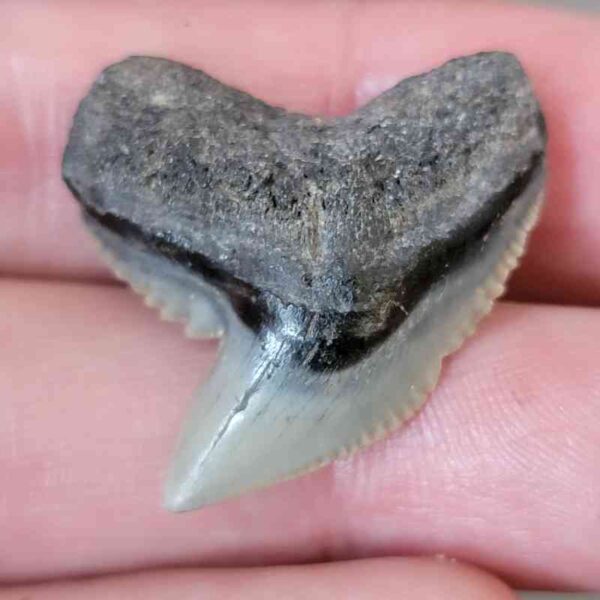 Tiger Shark Tooth - #27