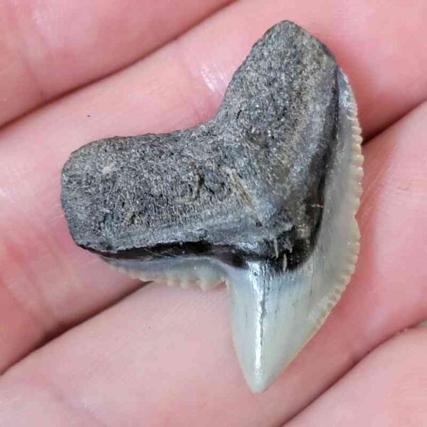 Tiger Shark Tooth - #27 - Image 2