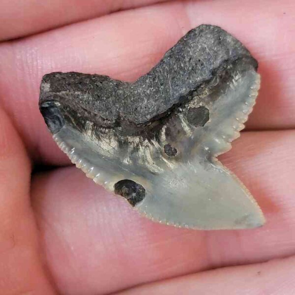 Tiger Shark Tooth - #27 - Image 3