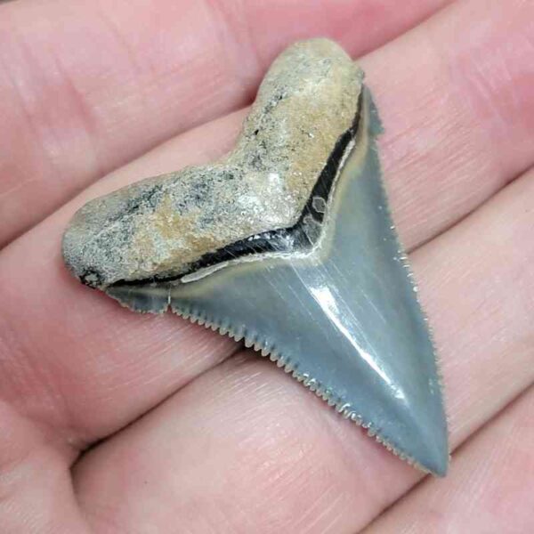 Fossil Angustiden Shark Tooth - #614 - Image 2