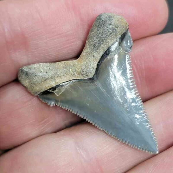 Fossil Angustiden Shark Tooth - #614 - Image 3