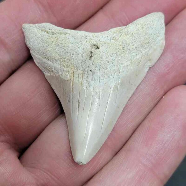 Summerville Megalodon Tooth - #22