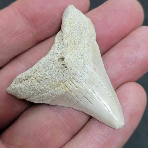 Summerville Megalodon Tooth - #22 - Image 2