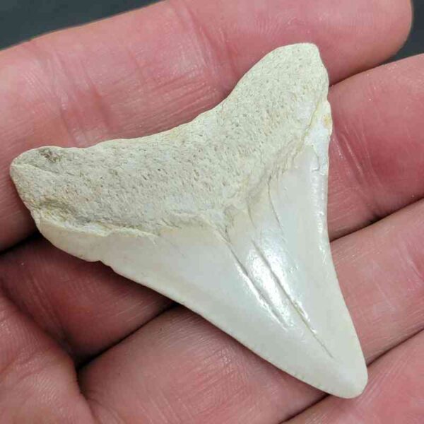 Summerville Megalodon Tooth - #22 - Image 3